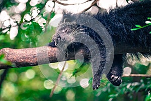 the binturong is sleeping on the tree