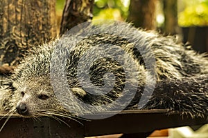 Shot of a Binturong or Bearcat with a very cool bokeh background suitable for use as wallpaper