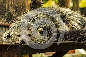 Shot of a Binturong or Bearcat with a very cool bokeh background suitable for use as wallpaper photo