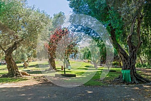 Binyamin garden, in Hadar HaCarmel