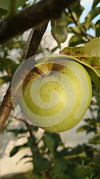 Bio agriculture - Eco raised vegetables and fruits - apples hanging from the branch