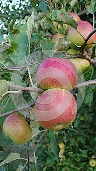 Bio agriculture - eco raised vegetables and fruits - apples hanging from the tree branch