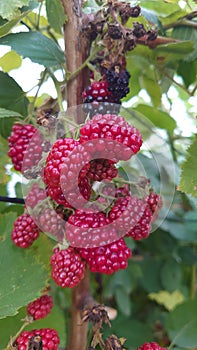 Bio agriculture - Eco raised vegetables and fruits - blackberry fruit and plant