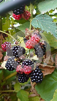 Bio agriculture - Eco raised vegetables and fruits - blackberry fruit and plant