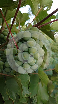 Bio agriculture - eco raised vegetables and fruits - green grapes in the vine