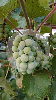 Bio agriculture - eco raised vegetables and fruits - green grapes in the vine