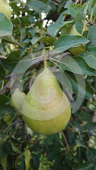 Bio agriculture - eco raised vegetables and fruits - pair hanging from the tree branch