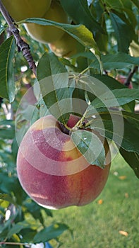 Bio agriculture - Eco raised vegetables and fruits - peaches hanging from the branch