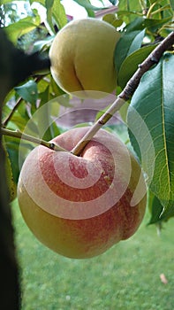 Bio agriculture - Eco raised vegetables and fruits - peaches hanging from the branch