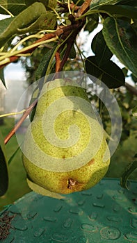 Bio agriculture - Eco raised vegetables and fruits - pears hanging from the branch