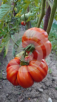 Bio agriculture - eco raised vegetables and fruits - tomato fruit and plant