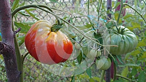 Bio agriculture - eco raised vegetables and fruits - tomato fruit and plant