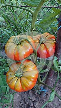 Bio agriculture - eco raised vegetables and fruits - tomato fruit and plant