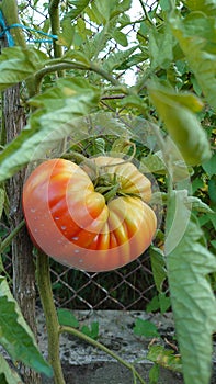 Bio agriculture - eco raised vegetables and fruits - tomato fruit and plant