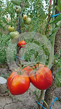 Bio agriculture - eco raised vegetables and fruits - tomato fruit and plant