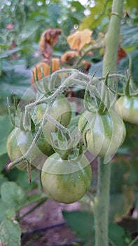 Bio agriculture - Eco raised vegetables and fruits - tomato fruit and plant