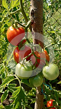 Bio agriculture - ecologically raised vegetables - tomato plant and fruits