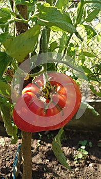 Bio agriculture - ecologically raised vegetables - tomato plant and fruits