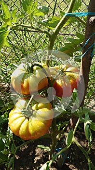 Bio agriculture - ecologically raised vegetables - tomato plant and fruits