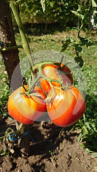 Bio agriculture - ecologically raised vegetables - tomato plant and fruits photo