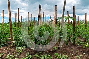 Bio agriculture small garden near home