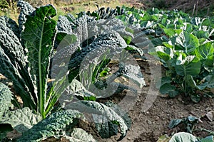 Bio Black cabbage in italian field