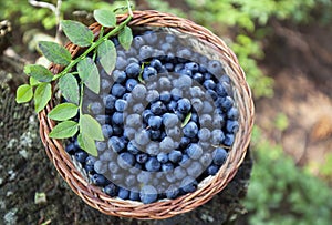 Bio blueberry