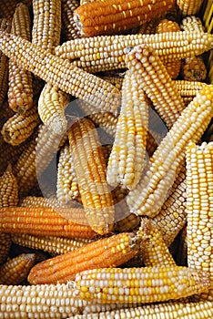 Bio corn