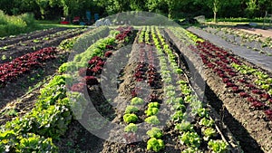 Green lettuce Lactuca sativa red farm garden bio farmer field farming vegetable agricultural plantation fruit tree dron aerial