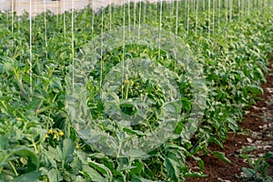 Bio farming in Italy, cultivation of tomatoes in greenhouse, agriculrutal region near Fondi, Lazio, Italy