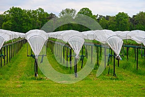 Bio farming in Netherlands, outdoor hydroponic shelved systems for cultivation of strawberry plants