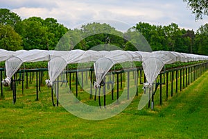 Bio farming in Netherlands, outdoor hydroponic shelved systems for cultivation of strawberry plants photo