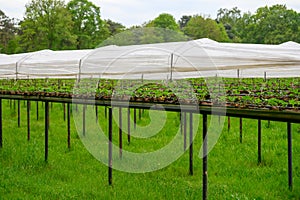 Bio farming in Netherlands, outdoor hydroponic shelved systems for cultivation of strawberry plants photo