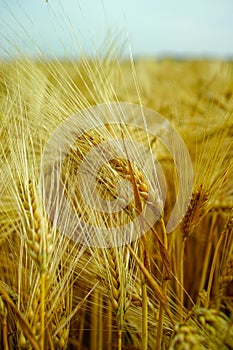 Bio farming, ripe yellow durum wheat plants growing on field, re