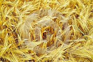 Bio farming, ripe yellow durum wheat plants growing on field, readi to harvest close up, food background