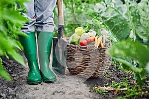 Bio food. Autumn harvesting. Picking vegetables. Woman harvesting fresh organic vegetables in her garden