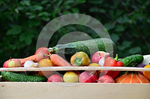 Bio food. Garden produce and harvested vegetable. Fresh farm vegetables in wooden box