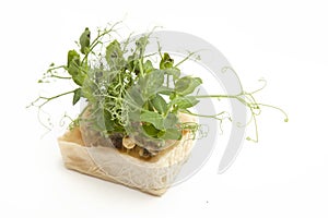 Bio Fresh Affilla Cress