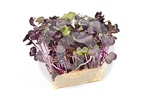 Bio Fresh Red Mustard Cress