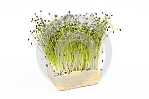 Bio Fresh Rock Chives Cress