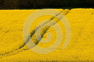 bio-fuel crop of seed oil