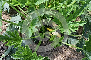 Bio Garden Yellow Zucchini Plant Portrait