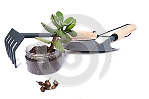 Bio gardening concept with plant and tools