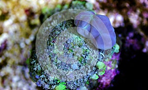 Bio-hazard bounce mushroom ear coral