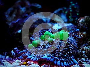 Bio-hazard bounce mushroom ear coral