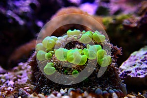 Bio-hazard bounce mushroom ear coral