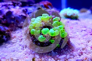 Bio-hazard bounce mushroom ear coral