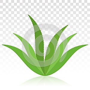 Bio herbal green aloe vera plant flat icon for apps and websites