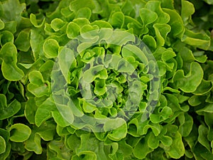 Bio lettuce green oakleaf close-up harvest farmer farming greenhouse folio and agricultural farm garden corrugated photo