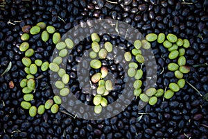 Bio olives